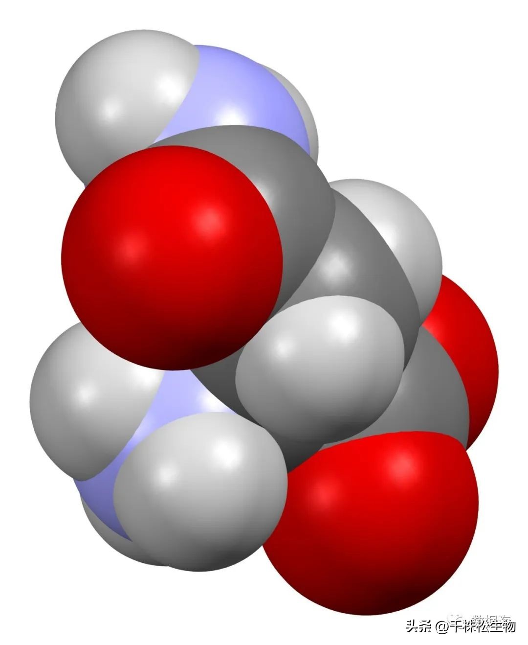 二十种氨基酸介绍,天门冬酰胺和天门冬氨酸的区别