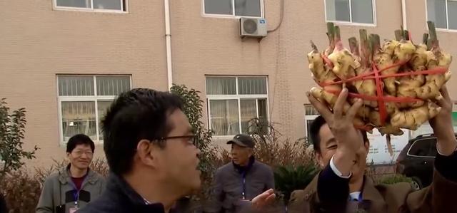 山东男子创办生姜加工厂,男子种植生姜带头致富