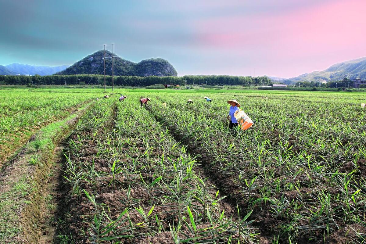 优质高产姜种,大姜高产最好的方法