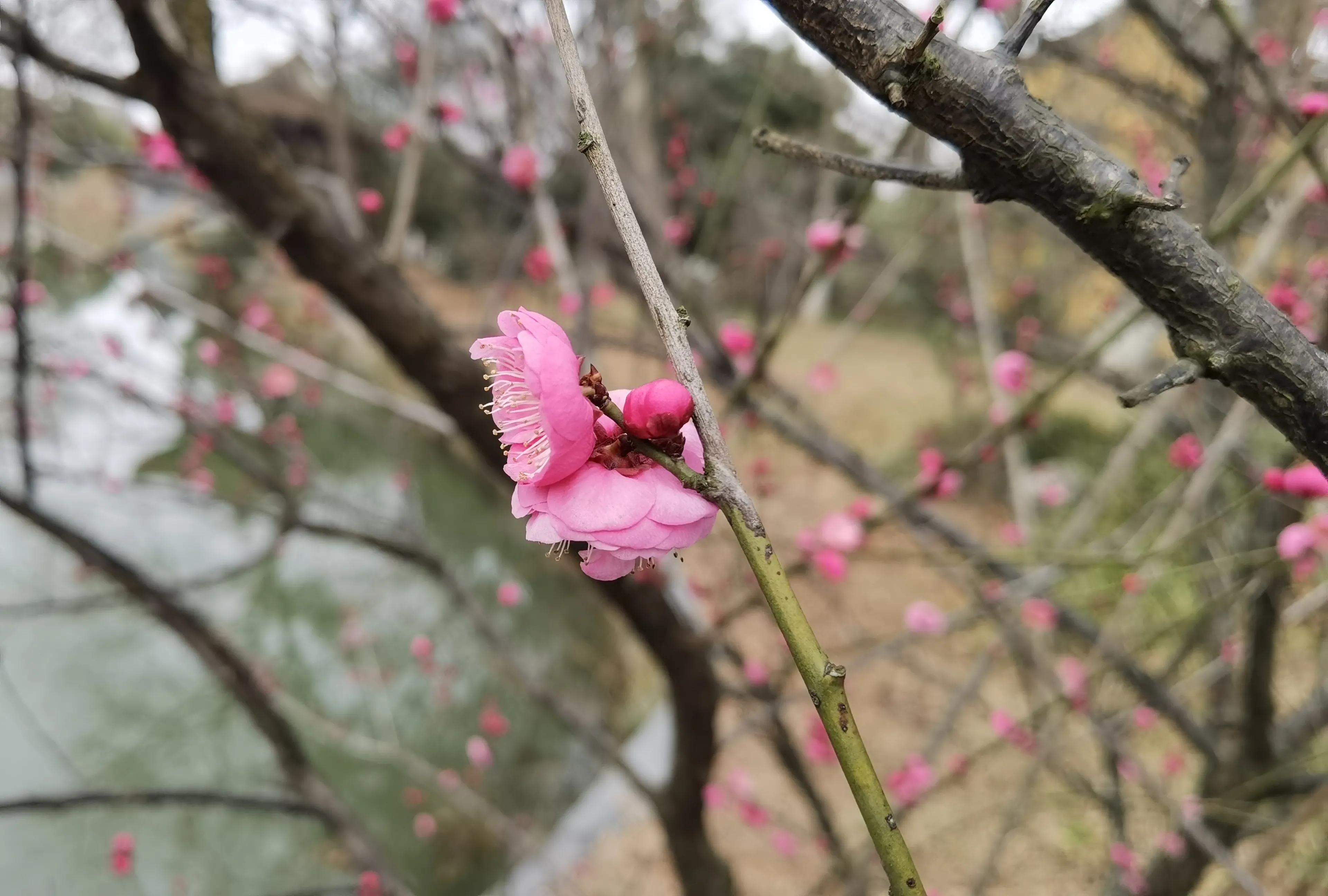 七绝咏梅朗诵,七绝咏梅图片