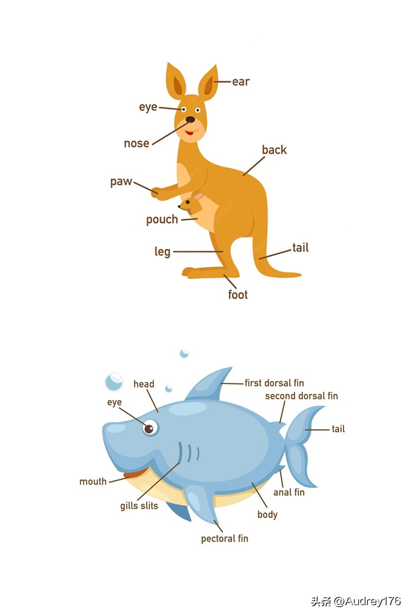 动物部位英语单词,动物身体器官英语单词大全