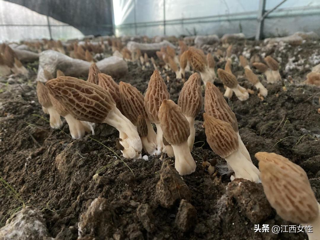 赣鄱巾帼创之创业创新篇丨刘金平:敢为争先拼经济小小羊肚菌撑起“致富伞”