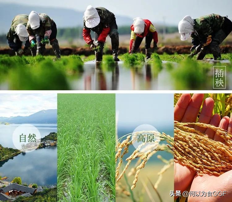 泸沽湖摩梭人的民族文化,丽江摩梭人美食