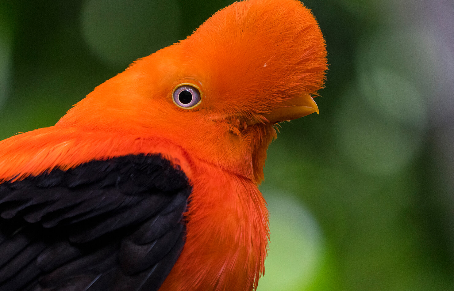 高清图集｜盘点那些“气质超群”的鸟类