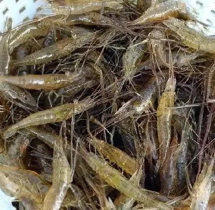 野生河虾价格,野生河虾好吃到停不下来