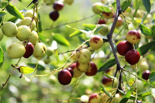 乡土散文消失的村庄,乡土散文朗诵