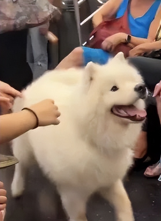 狗子坐飞机一秒钟被亲了八次，毛都快撸秃了…空姐：是不是轮到我