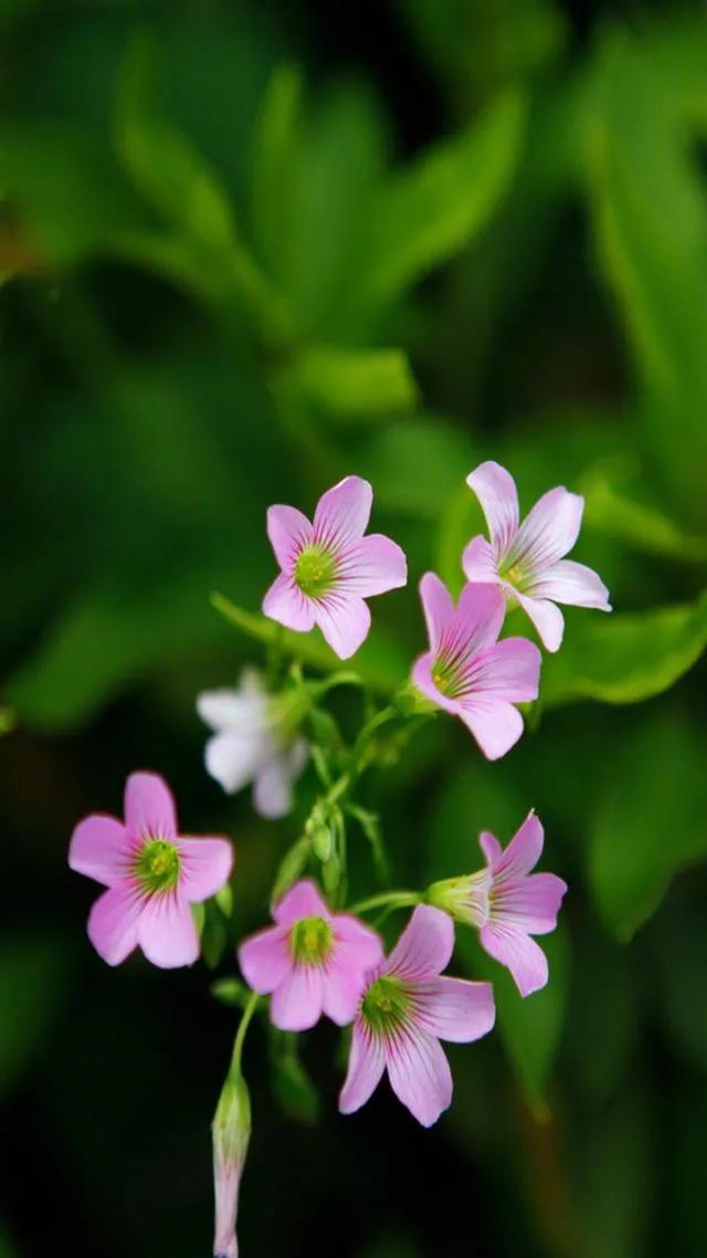 这二十幅极品花卉越看越醉,超好看又耐看的花卉图