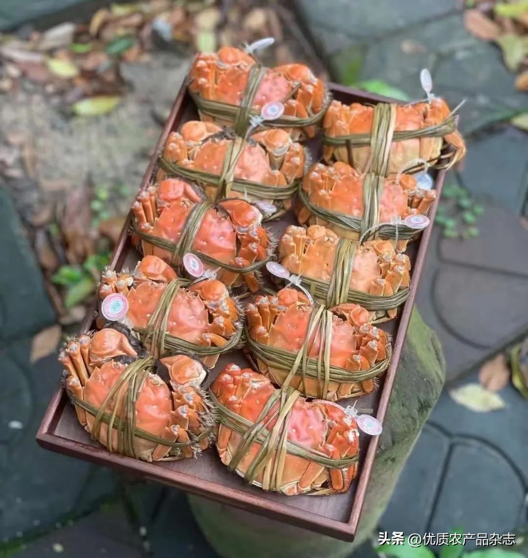 阳澄湖大闸蟹母蟹公蟹怎么分别,阳澄湖大闸蟹三十多年的吃蟹经验