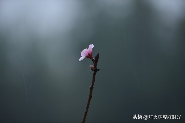 夏日掠影,雨天花开,人见人爱
