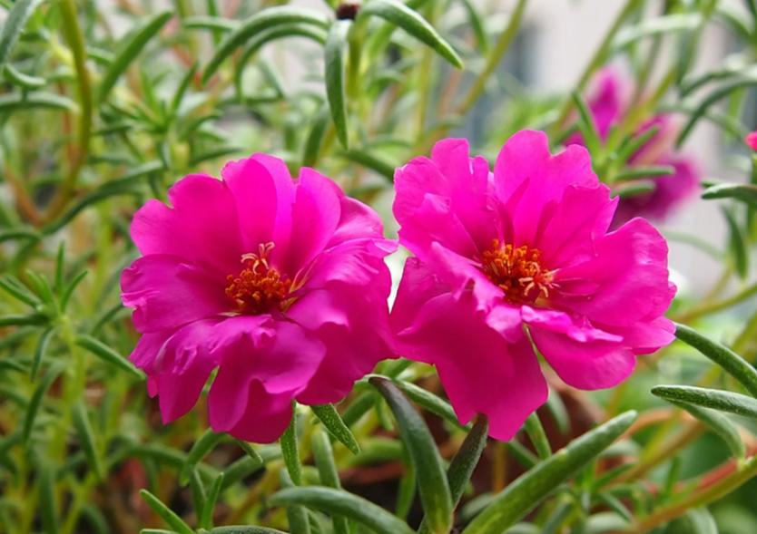 降温了花草室内过冬,降温了种菜