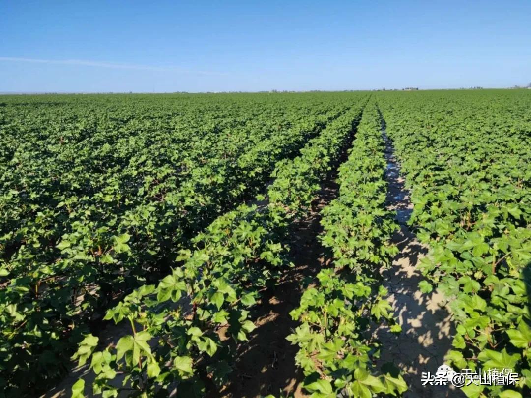 棉花控旺用缩节胺还是用调环酸钙,棉花控旺甲哌鎓和烯效唑哪个好