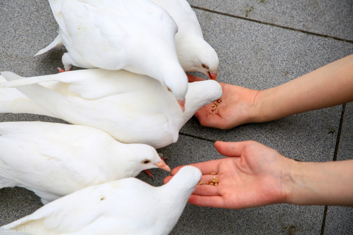 “一鸽胜九鸡”，杀鸽子到底用不用放血？鸽子该如何处理才美味？