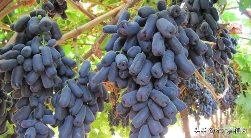 经常吃并不代表着你就了解它，一起来看看熟悉又陌生的葡萄吧