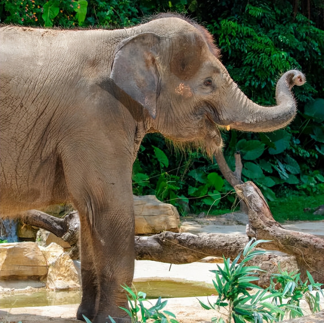 住野趣C位-广州长隆酒店！含高级客房+童趣乐园+广州长隆园区门票