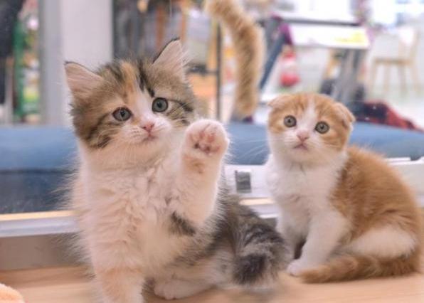 宠物病后怎么恢复饮食正常,宠物术后饮食食谱