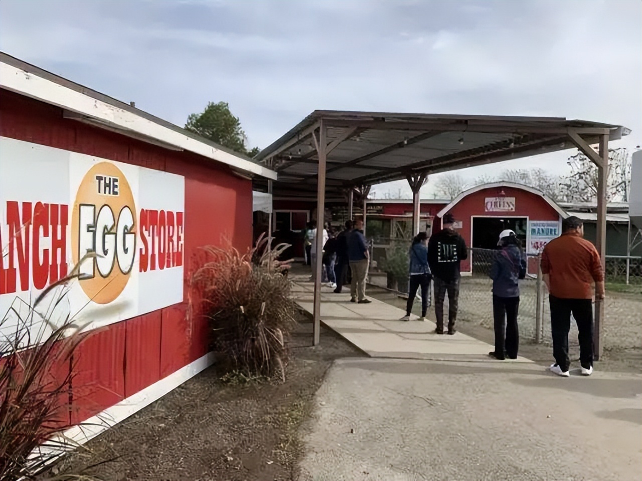 贵到迫人*私走**!有人买/租母鸡下蛋,美国鸡蛋匹敌“奢侈品品牌”