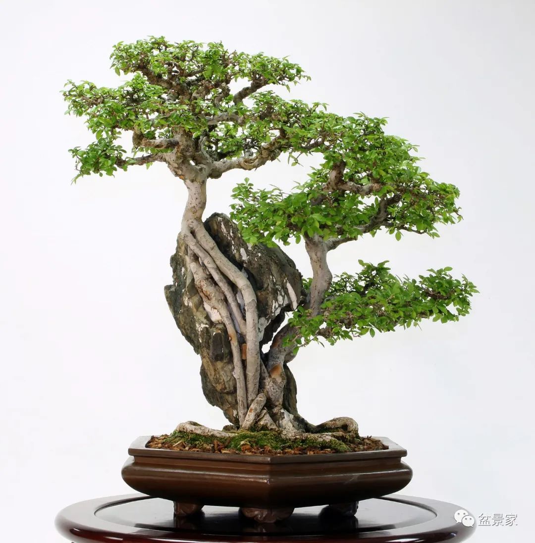 盆景收藏的理性思路 (一棵盆景的十年成型之路)