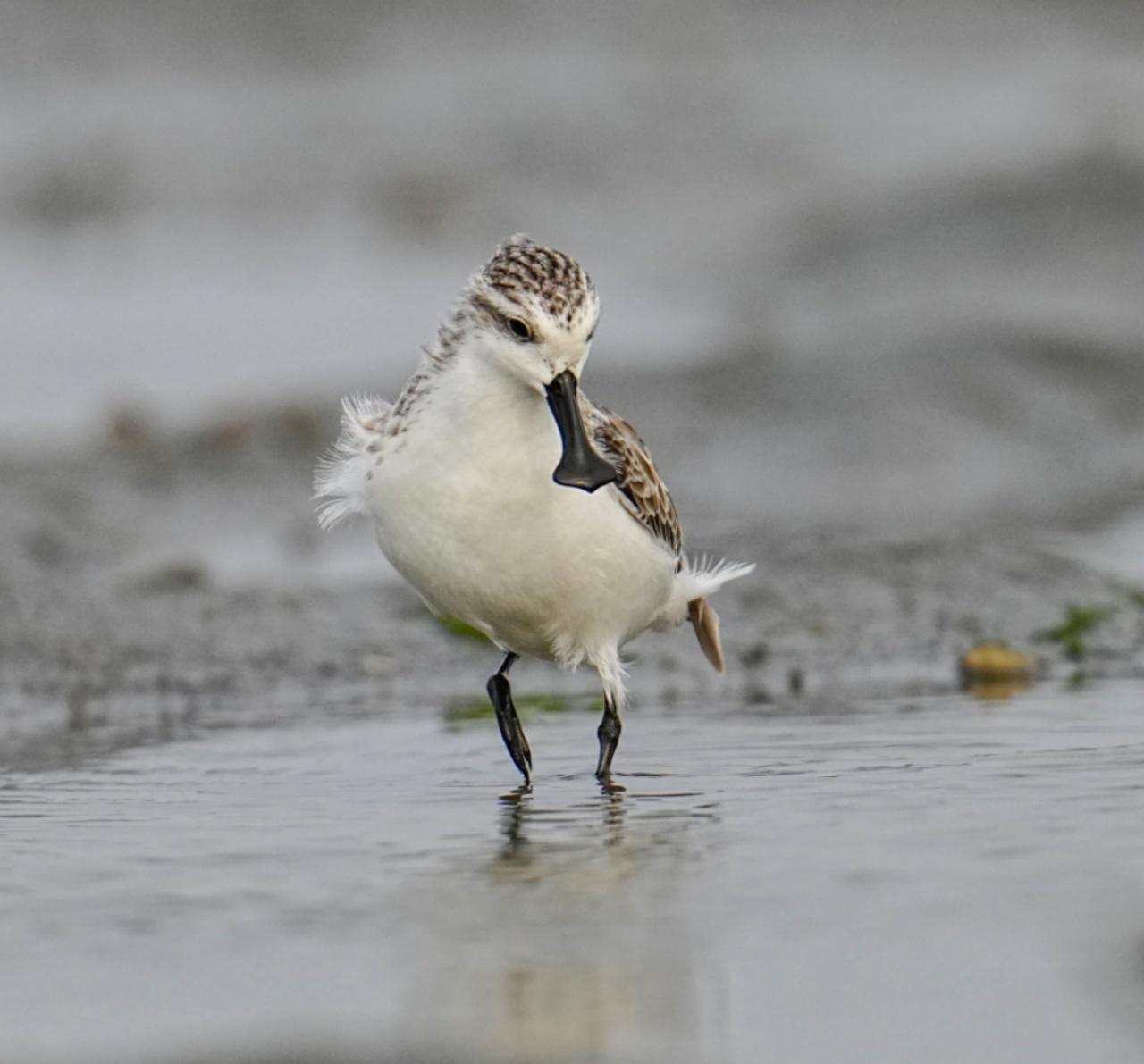 海南观鸟随记5霸王岭儋州湾勺嘴鹬领角鸮仓鸮