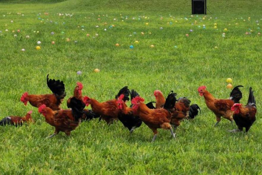 农场办抓鸡游戏3只鸡引百人追，入场费10元，“玩”出来的大财富