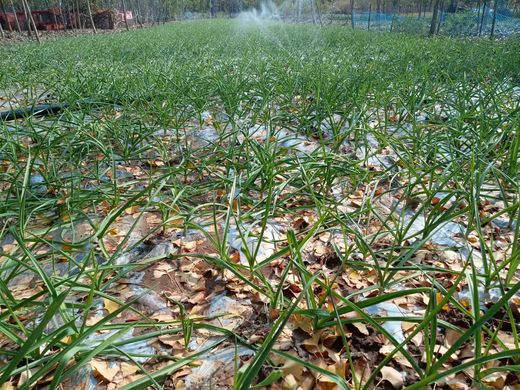 霜降种植大蒜晚吗,露地大蒜怎样才能安全越冬