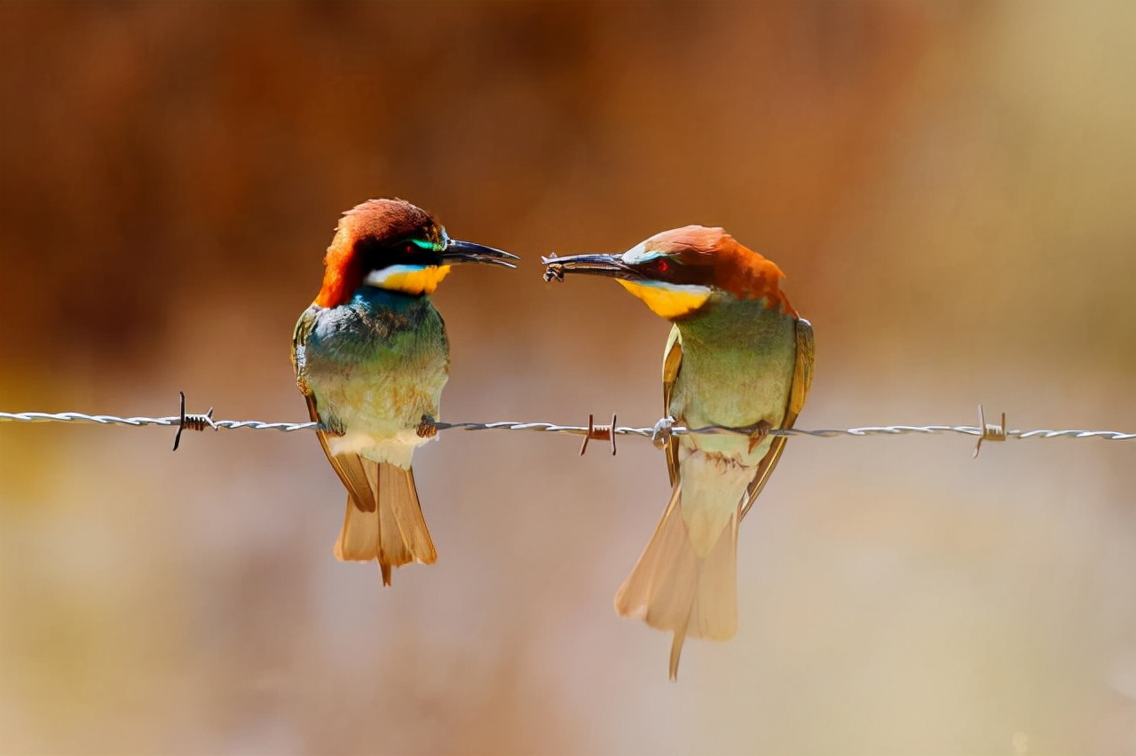 真实大象的照片,在野外拍到的真实大象