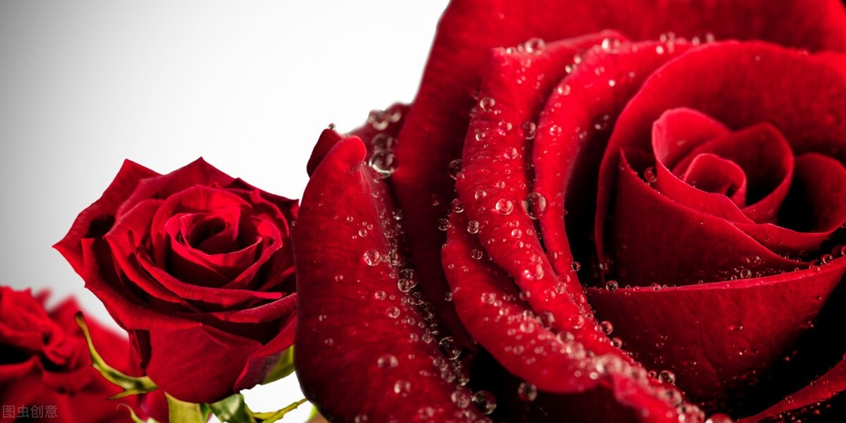 现在中国的国花是什么花,中国的国花应该是什么花呢