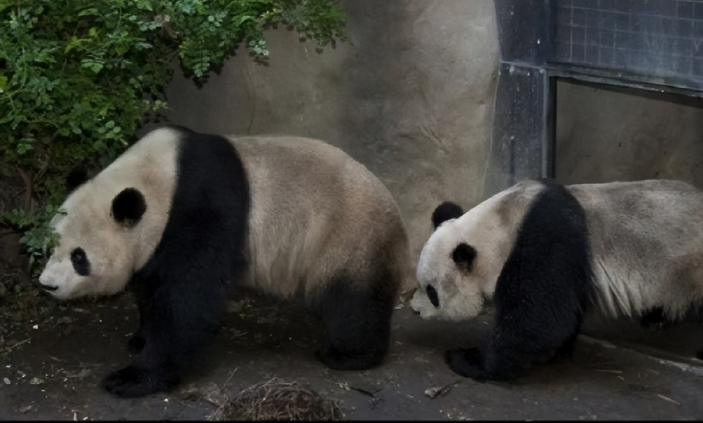 不高的高高和他不白的老婆白云——91年出生的童颜女神大熊猫白云