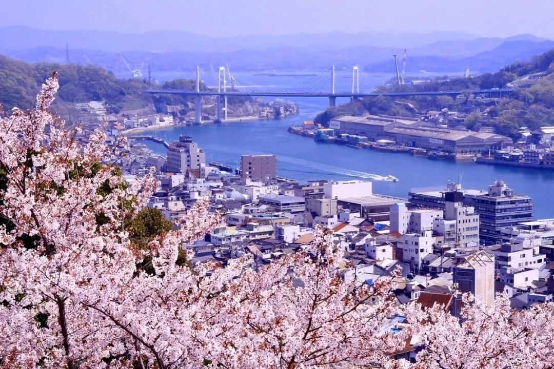 2023日本樱花什么时候开花,2023年日本樱花开放预测