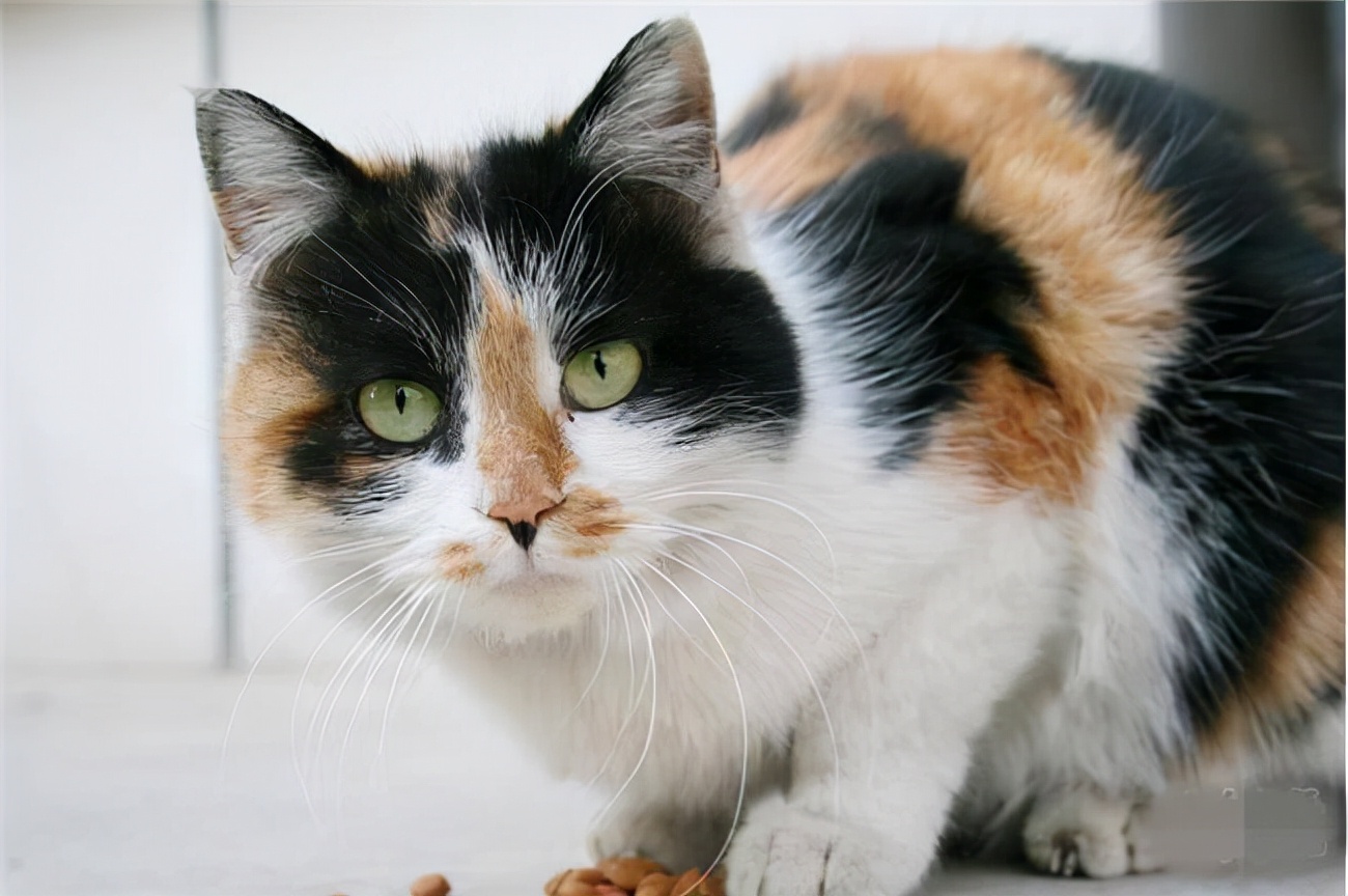 猫猫发情一般要叫几天,猫咪老是自己喵喵叫是什么原因