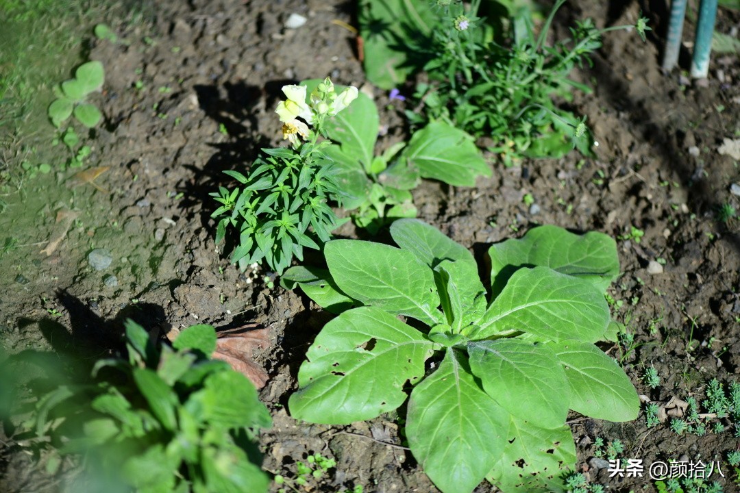 冬天开花的室外花卉盆栽,温室盆栽观花花卉植物