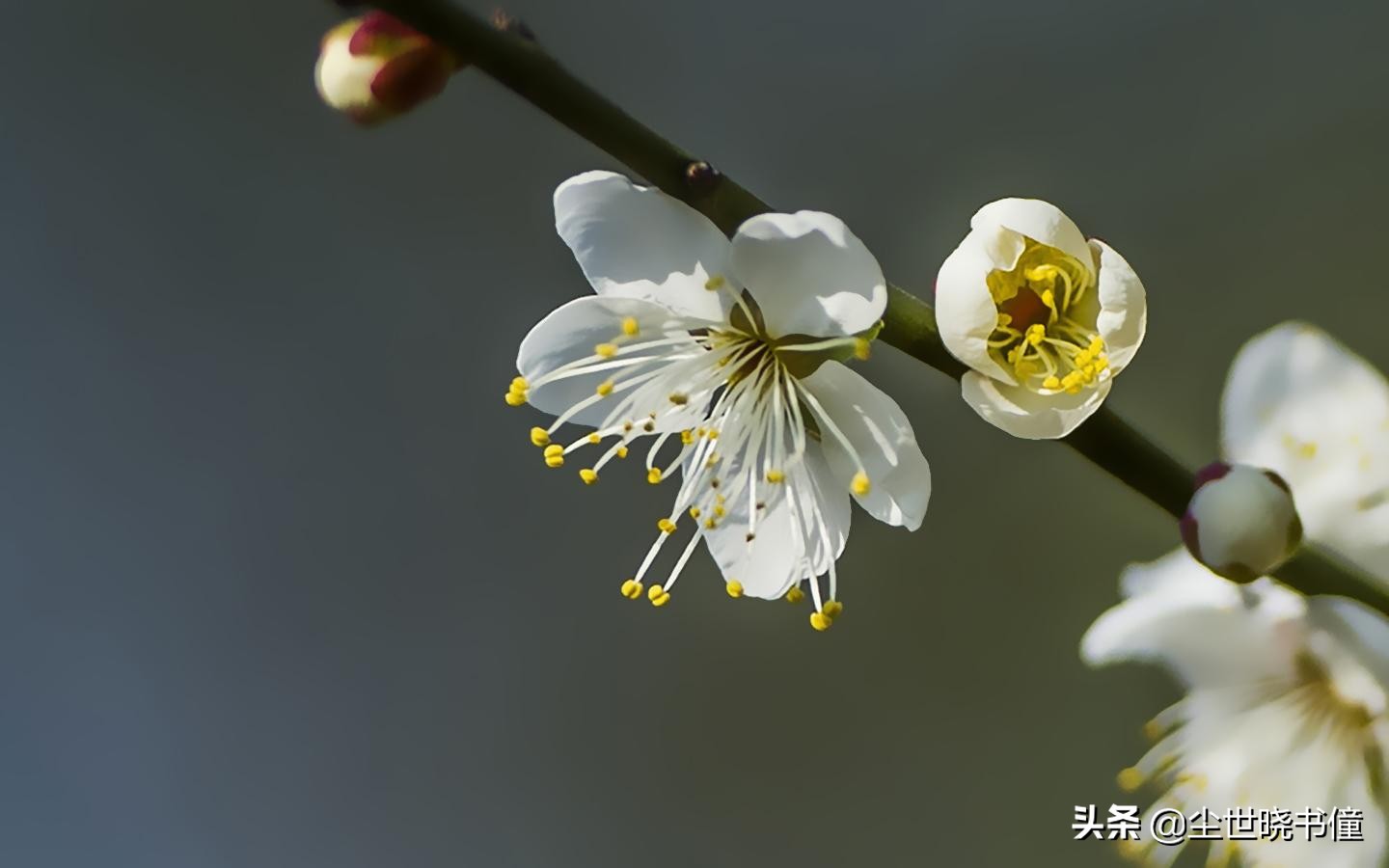 最经典十首梅花诗句唐代,高僧写梅花的诗