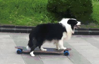 适合出门拉风的狗,几种出门最让人受欢迎的狗狗