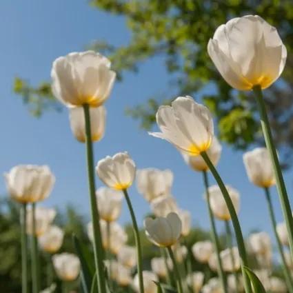 情人节花语代表什么,情人节送花记得看清花语
