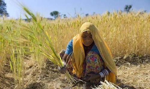 印度的农田私有化,印度废除农改法案影响