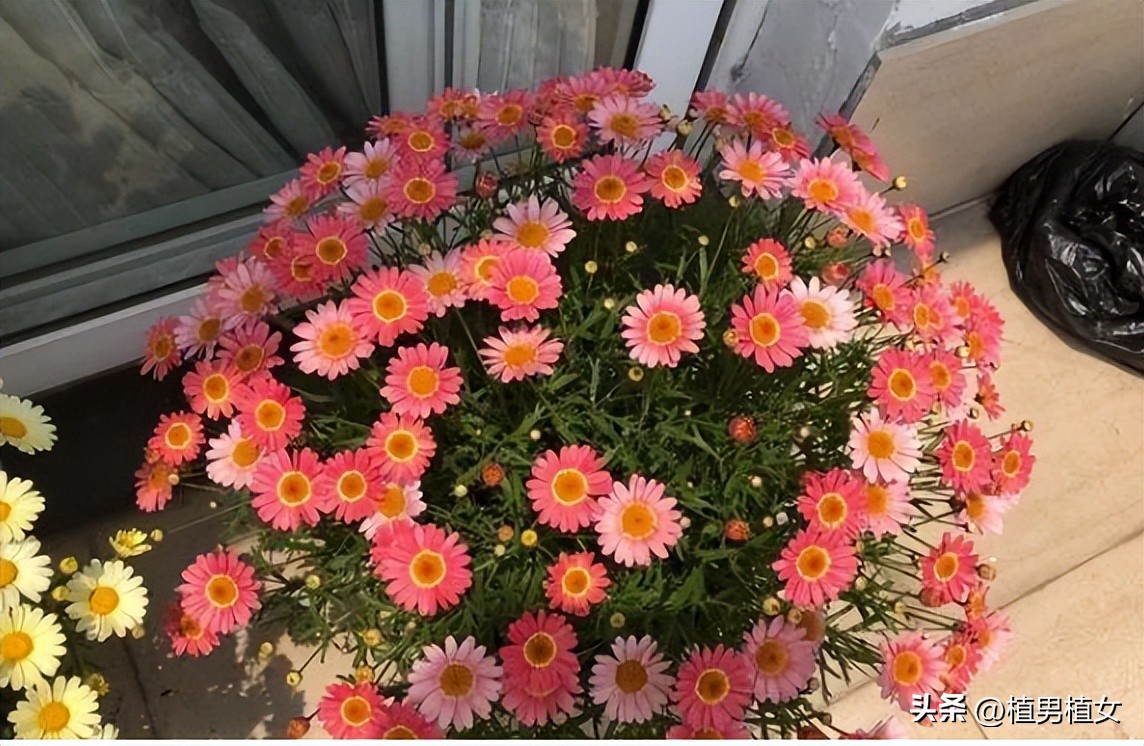 想养花又没地方放,想养花又不想打理