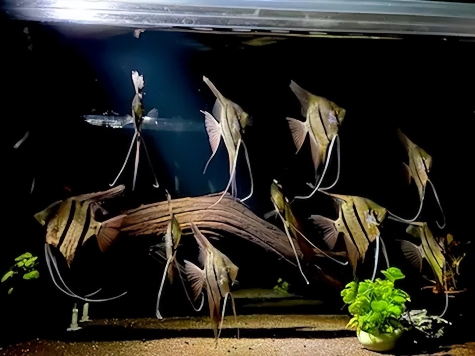 养鱼的正确方法和体验,新手养鱼小知识解析常见养鱼误区