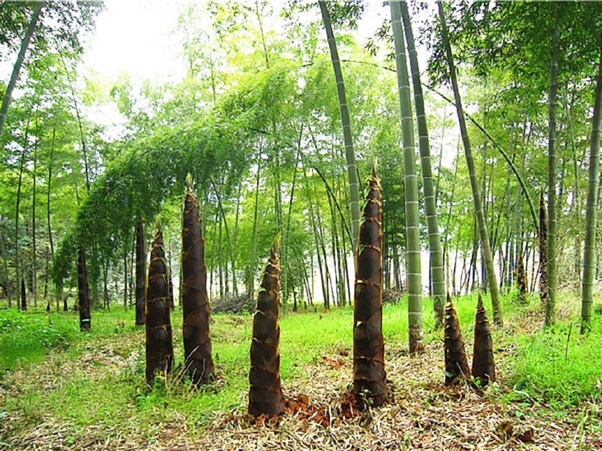 深山里的春笋怎么做,山里的野笋又肥又嫩又好吃
