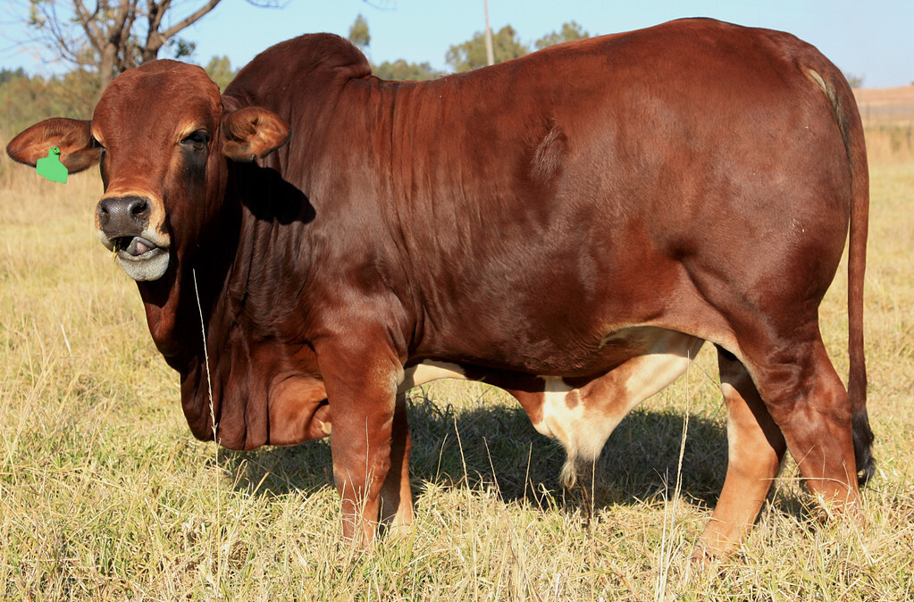 牛长得太慢,牛长膘慢怎么办
