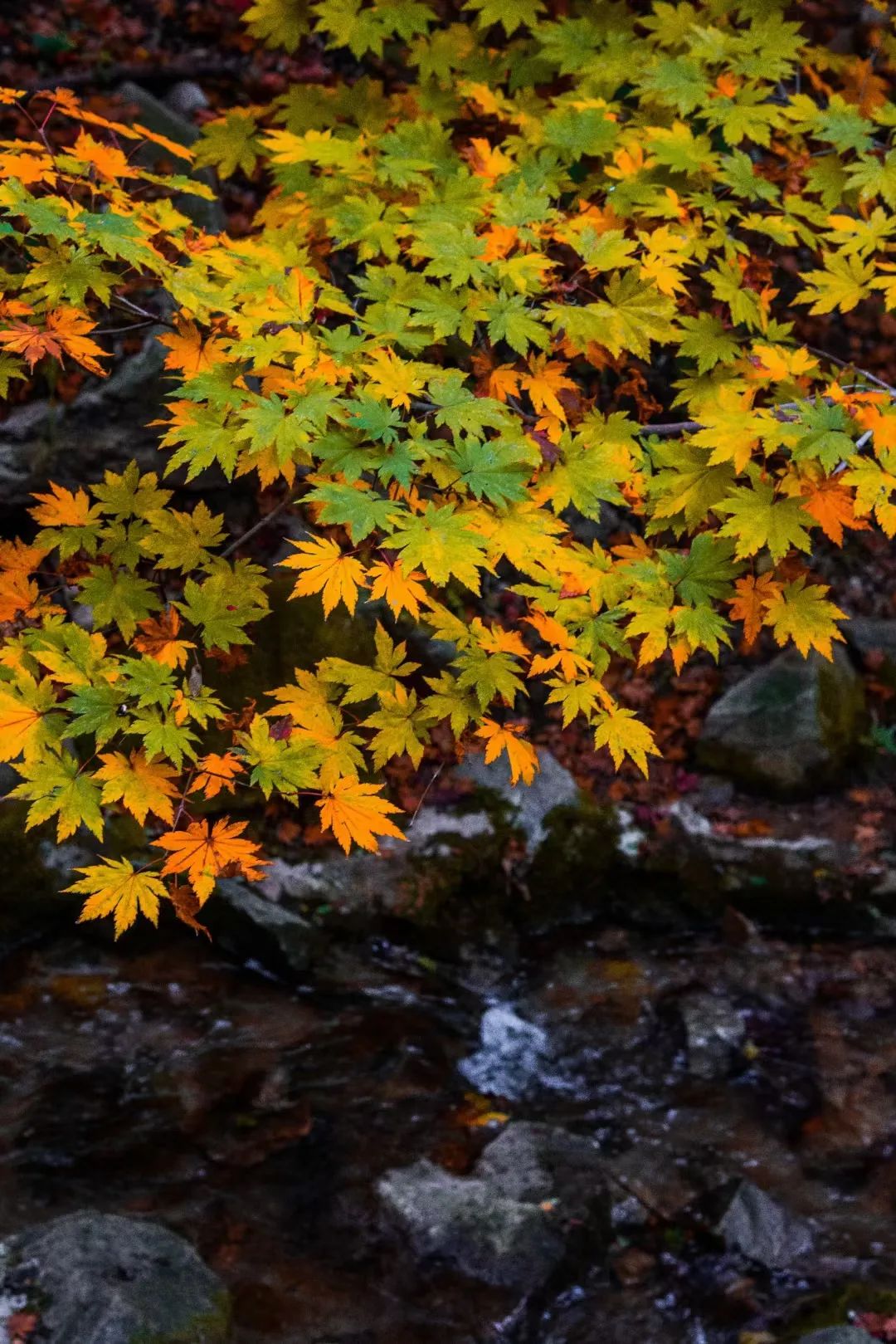 初秋的济南九如山风景秀丽美如画,济南九如山金秋十月