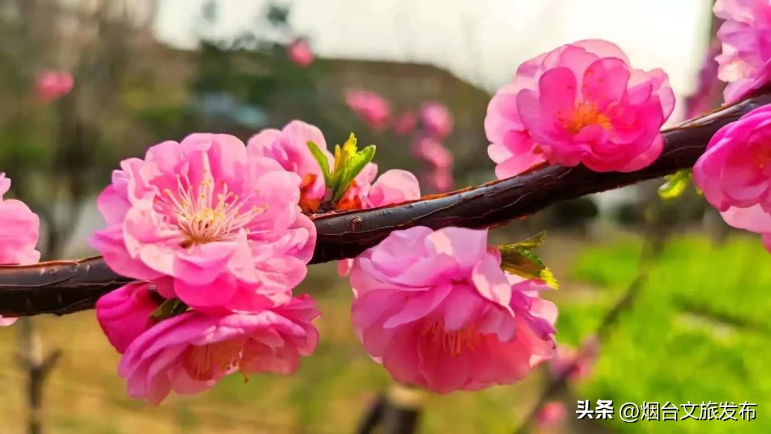 吃遍烟台玩遍美景,带你玩遍烟台