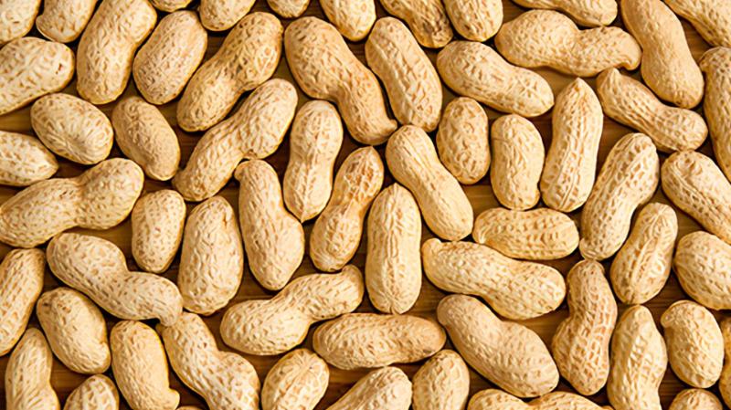 花生是心血管病的克星还是营养品,花生是心血管的祸根还是福音