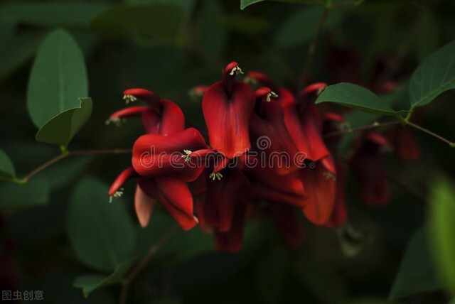 名伦珊瑚颂,欣赏美丽的珊瑚