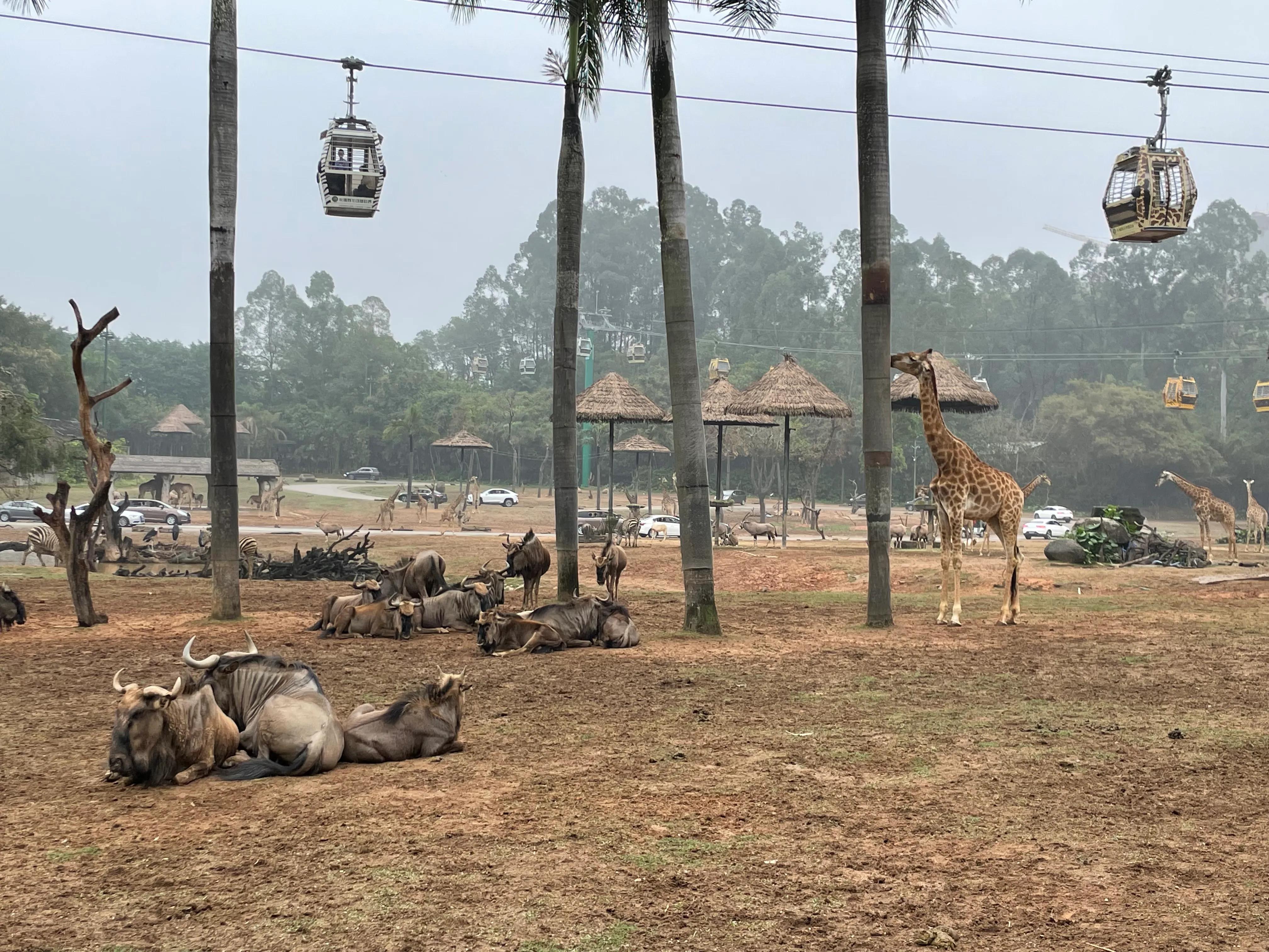 鐝犳捣闀块殕閲庣敓鍔ㄧ墿鍥拰娴锋磱鐜嬪浗,鐝犳捣闀块殕娴锋磱鐜嬪浗涓庨噹鐢熷姩鐗╁洯