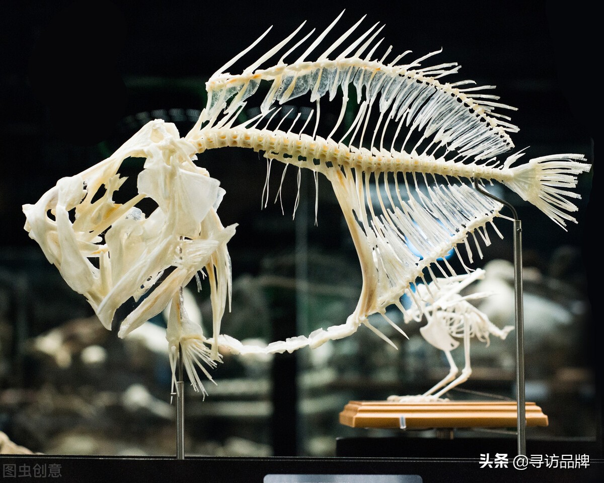 山东访谈｜济宁市名优产品推广协会乡村振兴分会走进鱼骨集村