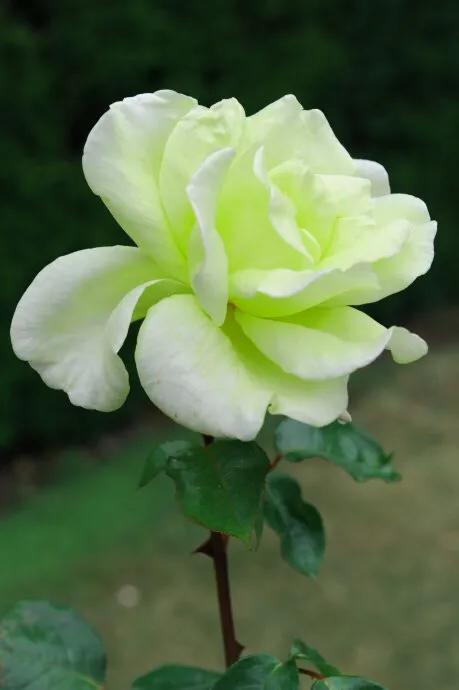 玫瑰花漂亮的图片,分享一个漂亮的玫瑰花图片