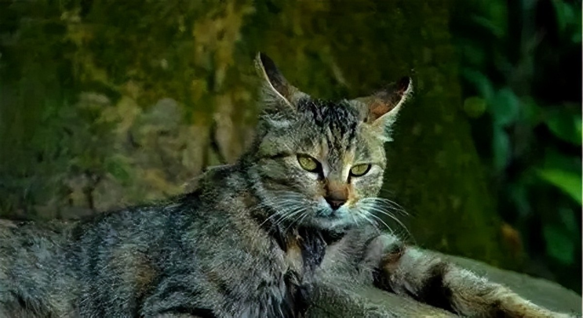 李时珍为什么说猫不能吃,中国人为什么不吃猫