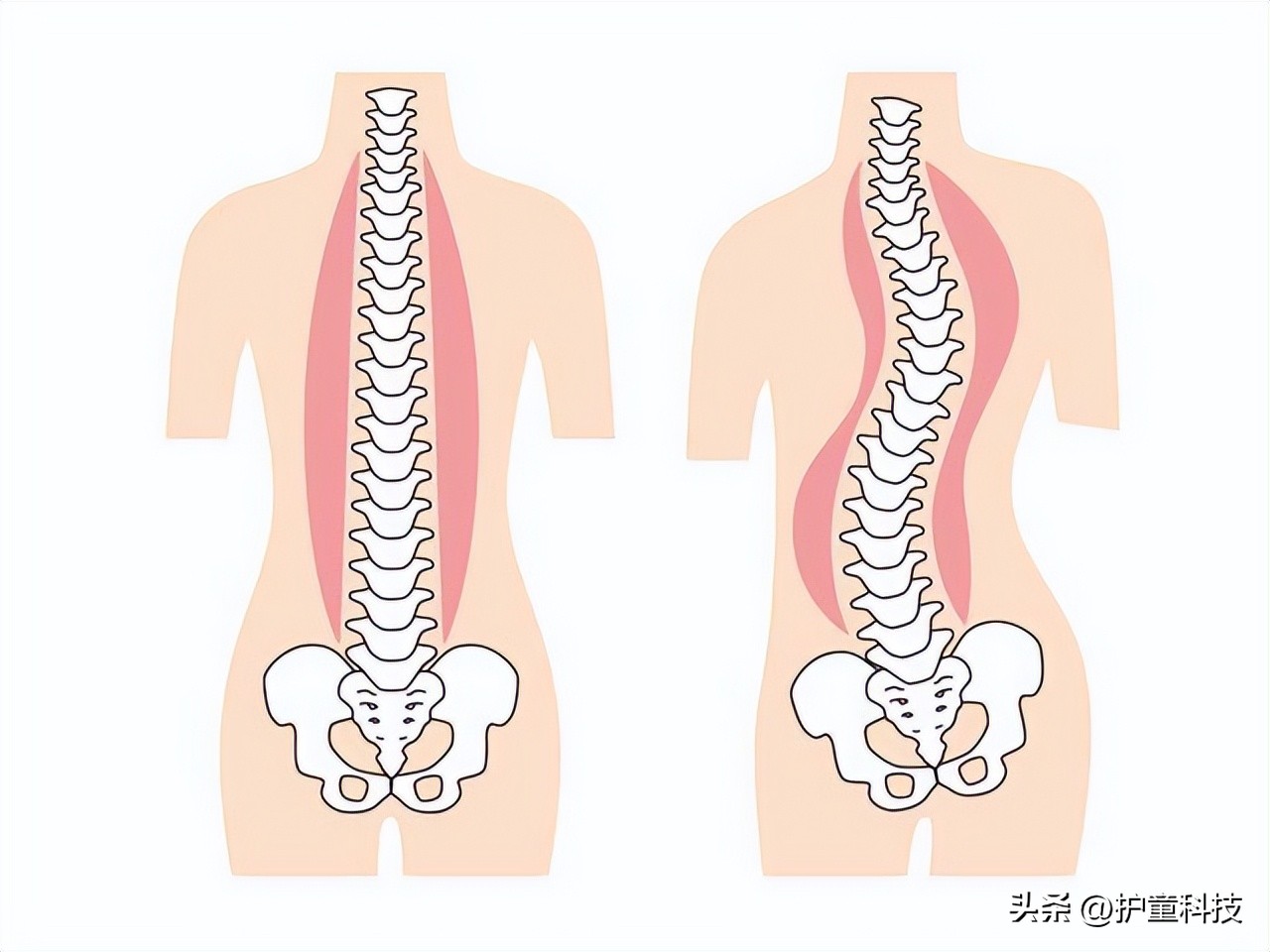 春天是小孩子长高的最佳时节,为什么春天是孩子的长高黄金期