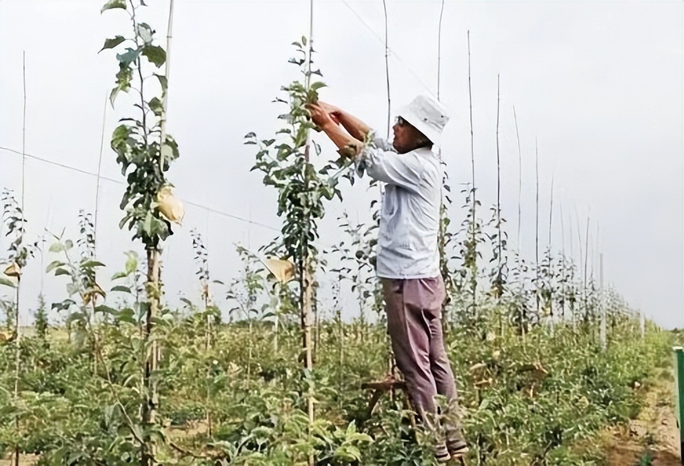 苹果到底还要不要套袋,苹果套袋的视频教程