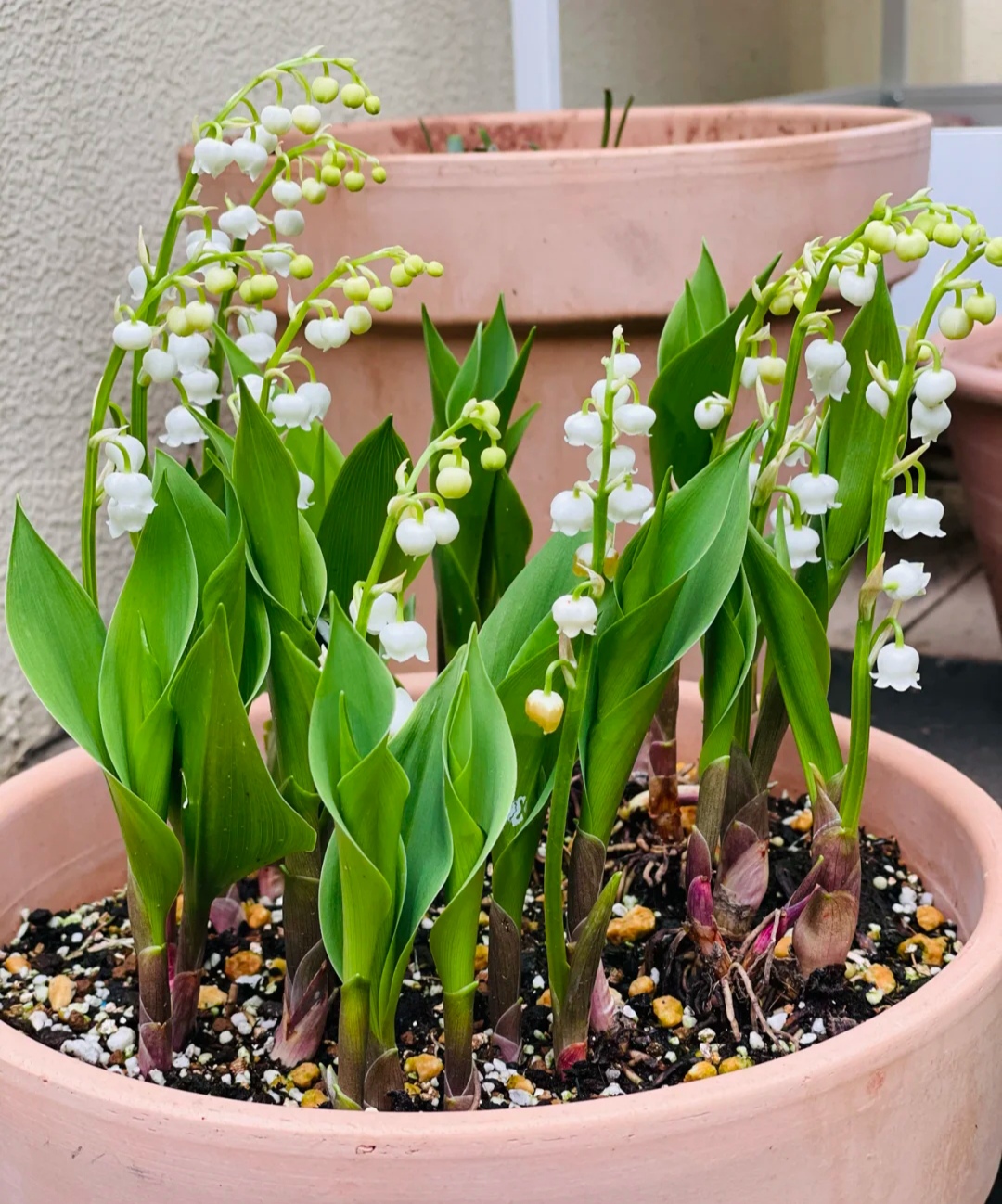 阳台上可以种什么蔬果,阳台上适合种的蔬果